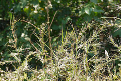 Pseudanthistiria heteroclita